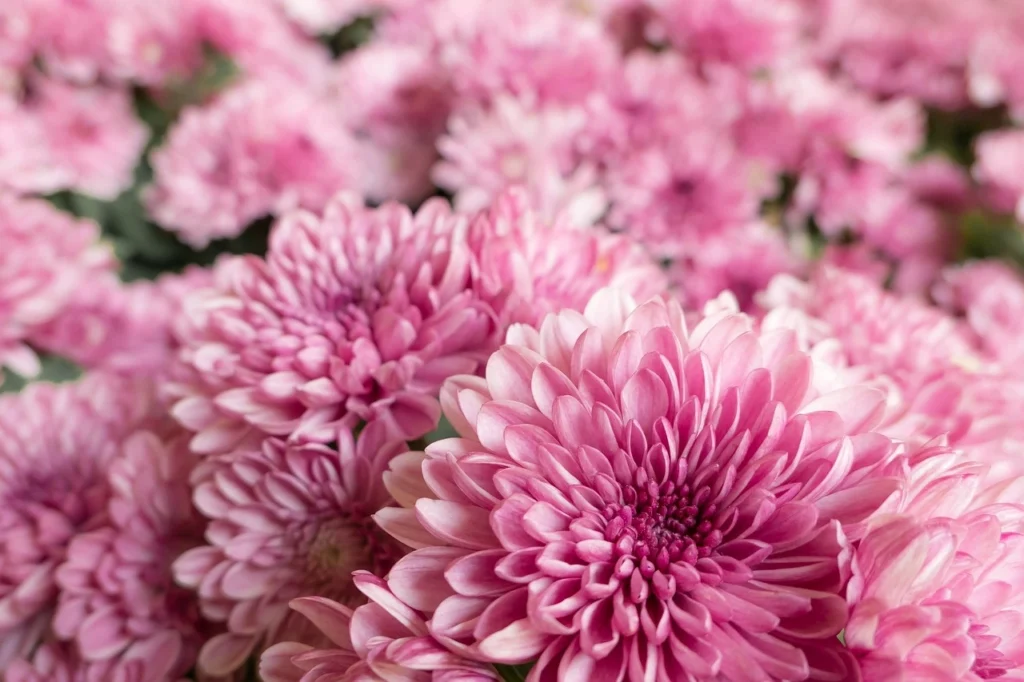 Çiçekler ve Anlamları - Kasımpatı