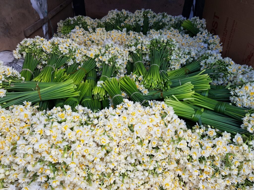 Çiçekler ve Anlamları - Nergis